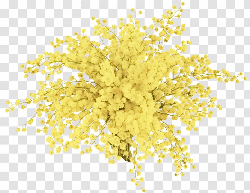 Mimosa - Yellow - Tree Transparent PNG