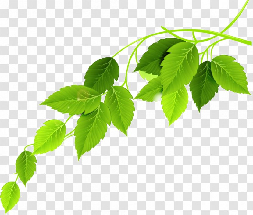 Green Leaf - Plant Transparent PNG