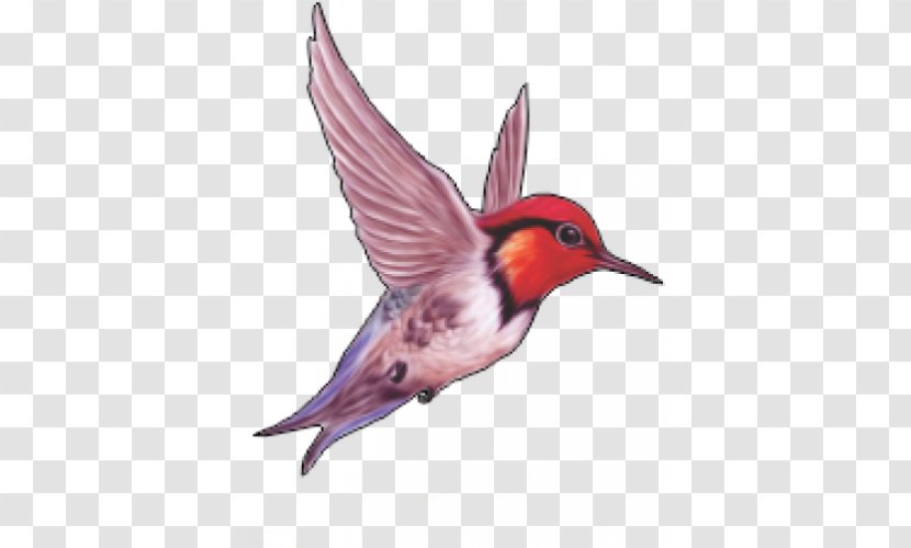 Bird - Wing - Wish Transparent PNG