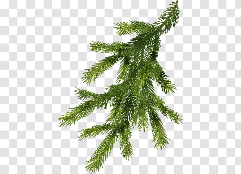 Nordmann Fir Pine Branch Norway Spruce Christmas Tree - Business Coupon Transparent PNG