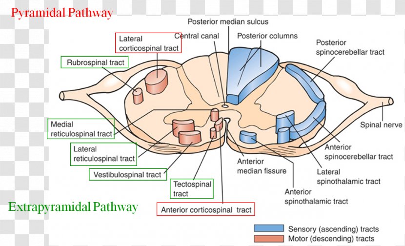 Extrapyramidal Symptoms System Chlorpromazine Pyramidal Tracts Vestibulospinal Tract - Watercolor - Brain Transparent PNG