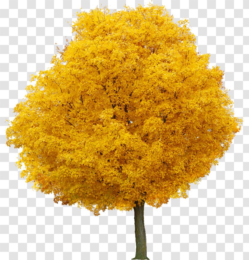 Food Coloring Yellow Maple - Apricot Flower Transparent PNG