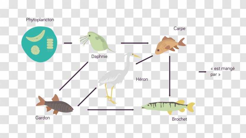 Food Web Ecosystem Phytoplankton Common Water Fleas Chain - Energy Transparent PNG