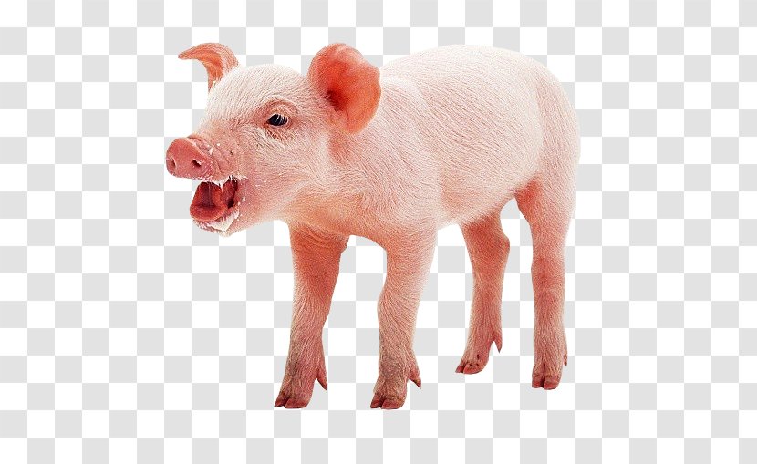 Domestic Pig Pig's Ear Mumps - Chomikujpl Transparent PNG