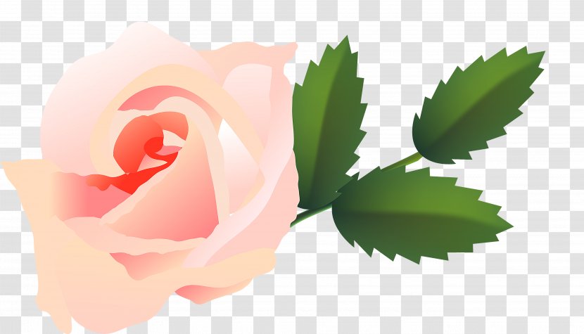Garden Roses Cabbage Rose Desktop Wallpaper Petal Pink M - Peach Transparent PNG