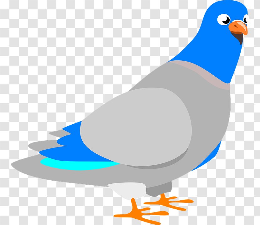 Columbidae Homing Pigeon Clip Art - Bird - Wing Transparent PNG