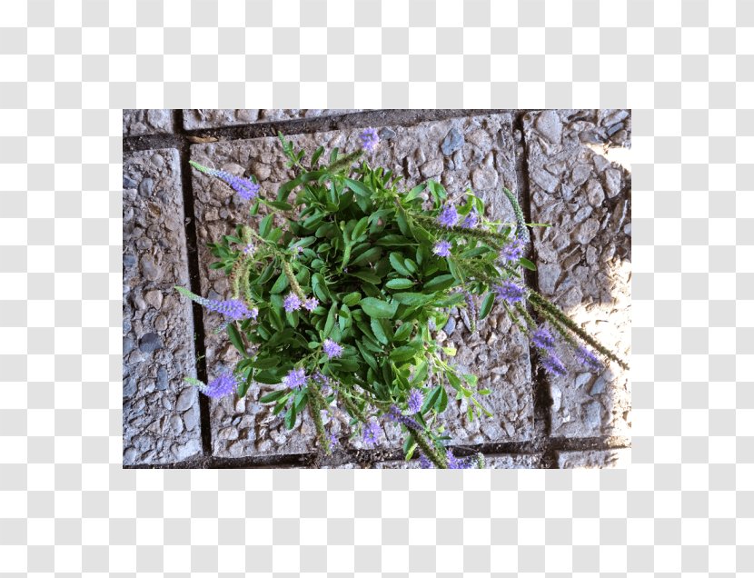 Groundcover Lawn Herb Shrub Flower - Veronica Transparent PNG