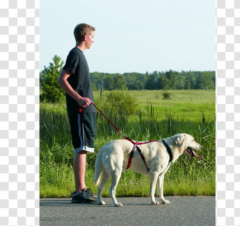 Dog Breed Harness Leash Walking Transparent PNG
