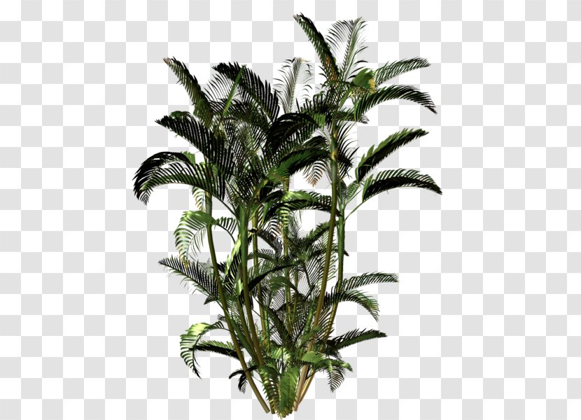 Areca Palm Dypsis Decaryi Stock Photography Image Plants - 3d Rendering - Hache Insignia Transparent PNG