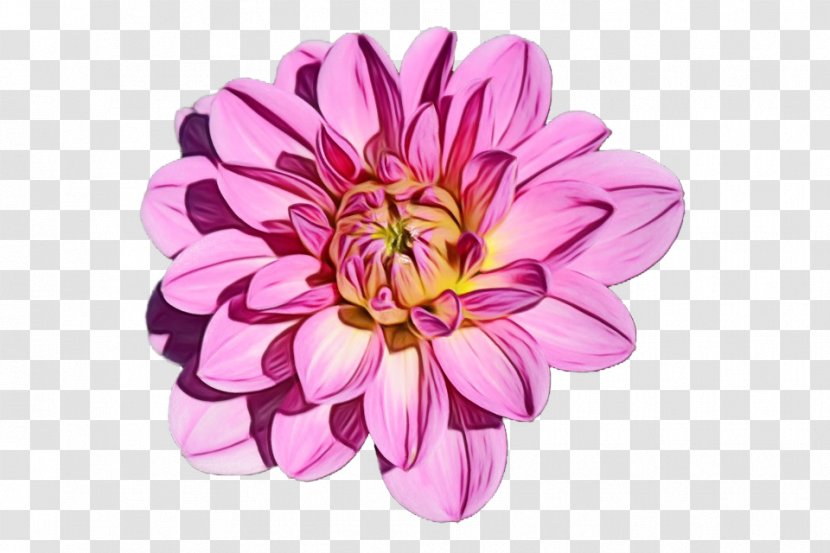 Watercolor Pink Flowers - Morning - Wildflower Aster Transparent PNG