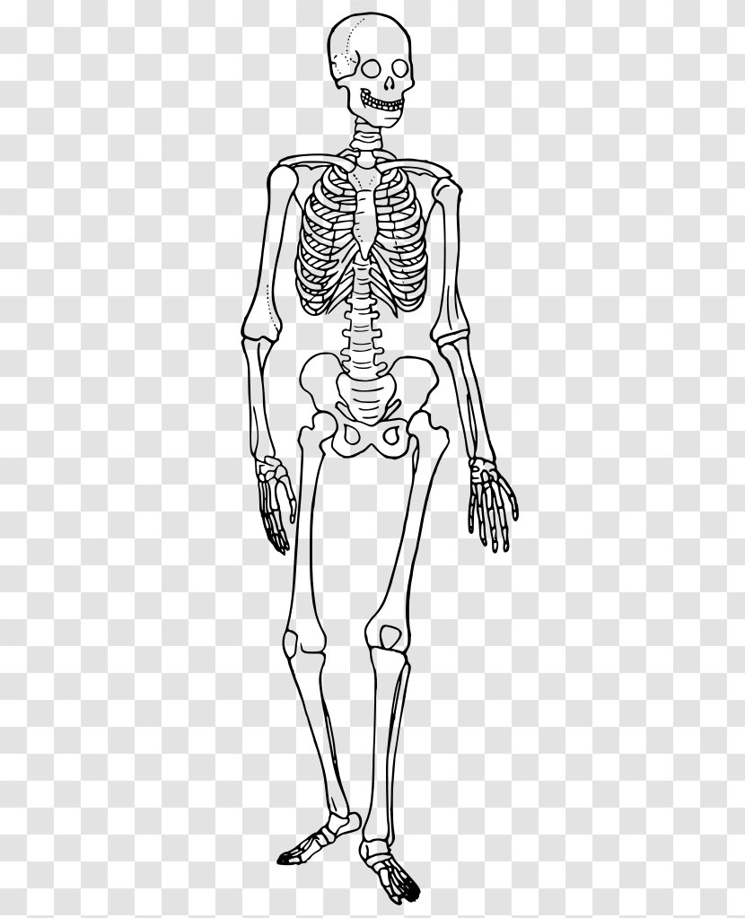 The Skeletal System Human Skeleton Body Anatomy Bone - Heart Transparent PNG