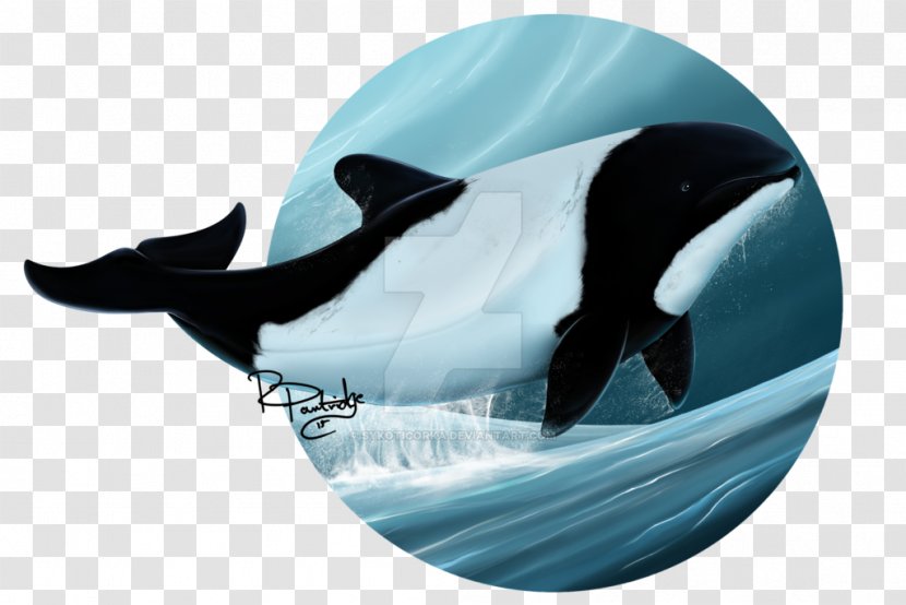 Commerson's Dolphin Art Killer Whale Cetacea - Community Transparent PNG