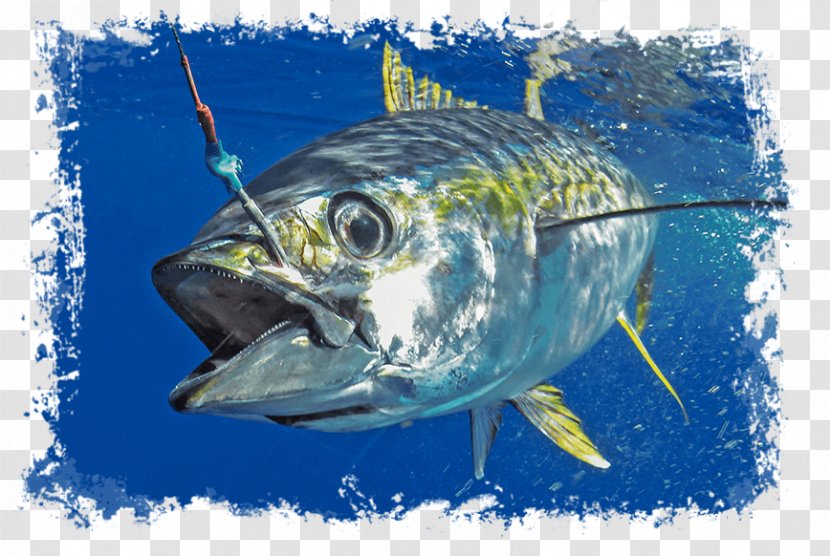 Pacific Bluefin Tuna Blackfin Southern Trolling Yellowfin - Sardine Transparent PNG