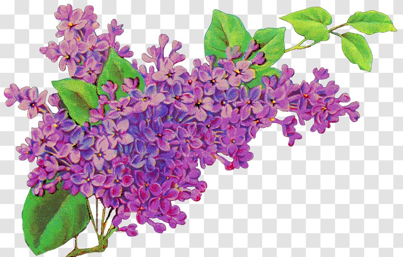 Common Lilac Flower Purple Lavender Transparent PNG