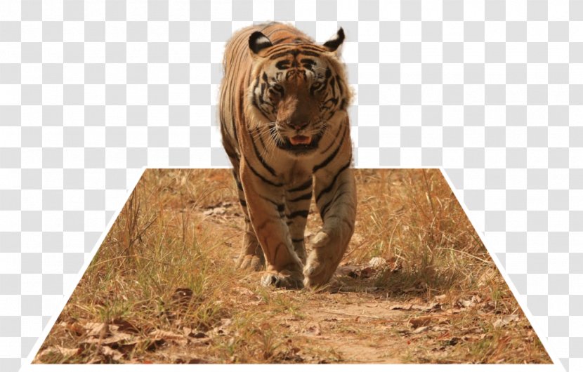 Trinil Tiger Kanha Reserve Photography - Cat Like Mammal - Toothache 3d Effect Diagram Transparent PNG