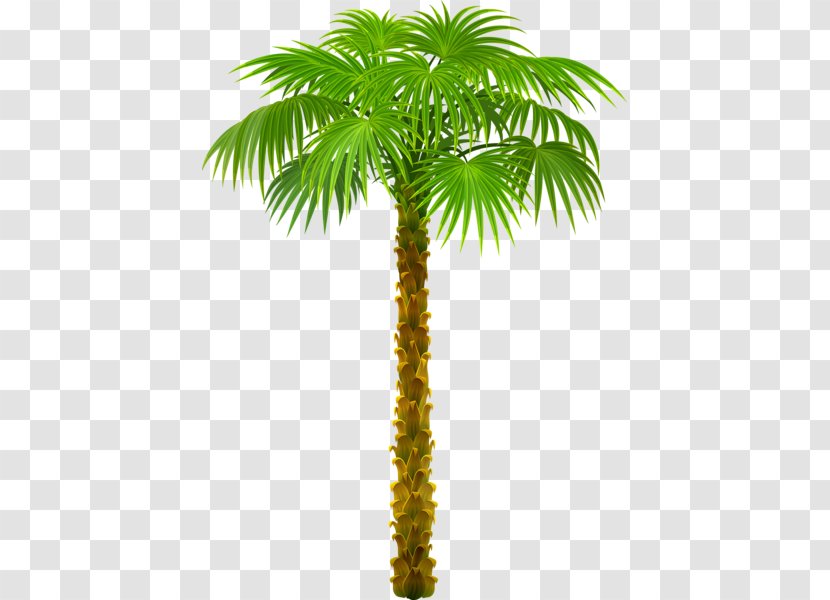 Arecaceae Desktop Wallpaper Tree Clip Art - Flowering Plant Transparent PNG