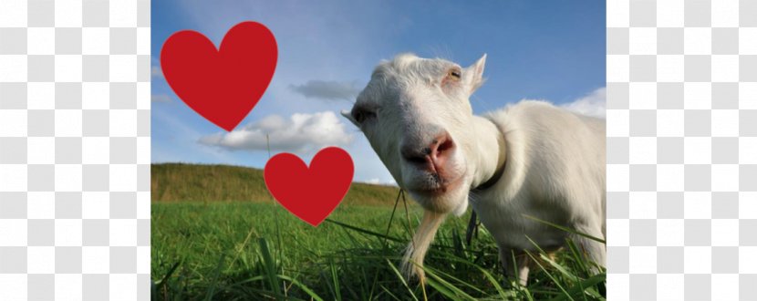 Saanen Goat Milk Romanov Sheep - Wild - 14th February Transparent PNG