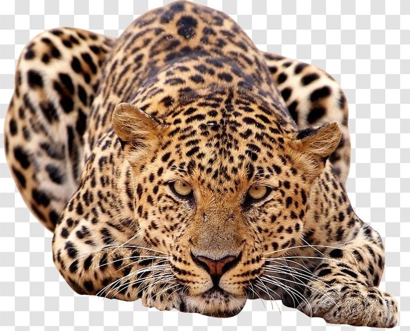 African Leopard Lion Jaguar Javan - Sri Lankan Transparent PNG