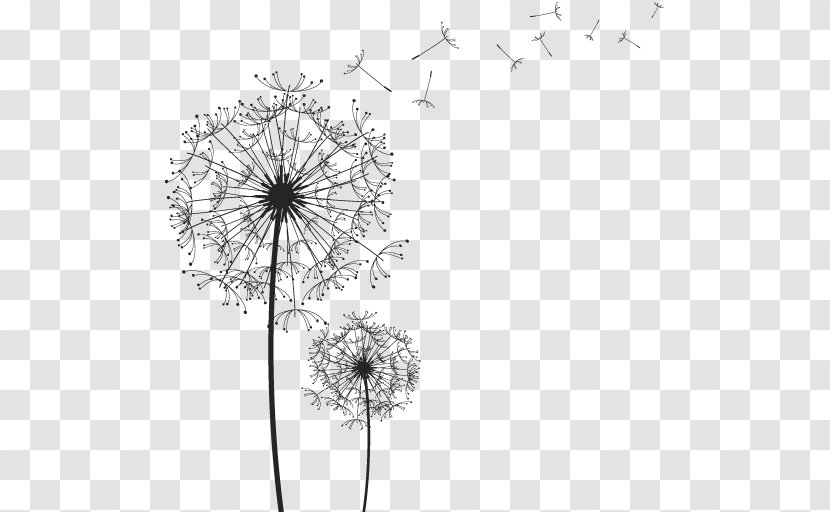 Black And White Line Drawing Vector Dandelion - Plant Transparent PNG