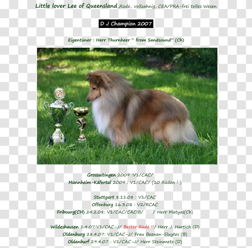 Rough Collie Shetland Sheepdog Pomeranian Dog Breed Old English - Grass - Sheltie Transparent PNG