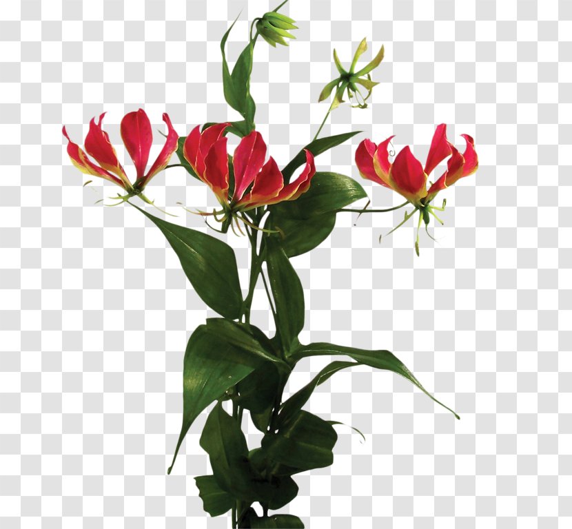 Cut Flowers Plant Arum-lily Rose - Guzmania - Monstera Transparent PNG