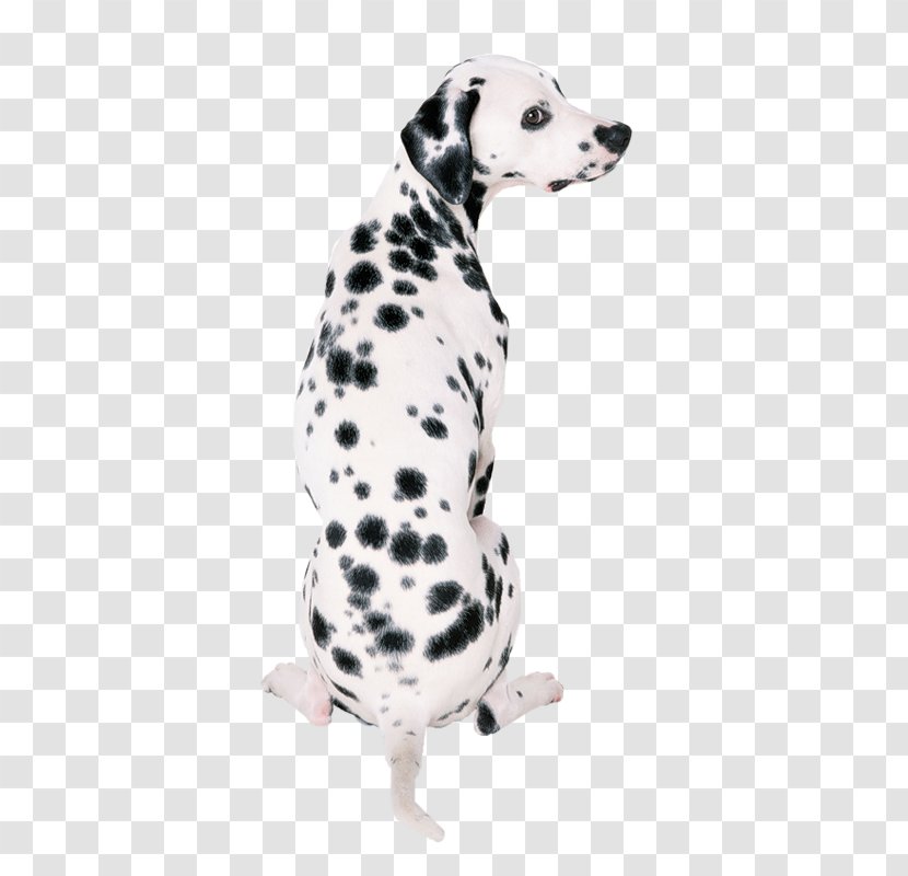 Dalmatian Dog Great Dane French Bulldog Your Puppy - Companion - Cute Dalmatians Transparent PNG