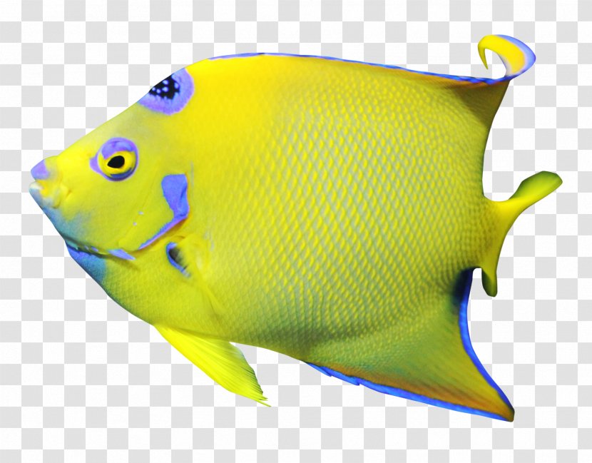 Freshwater Angelfish Clip Art Transparent PNG