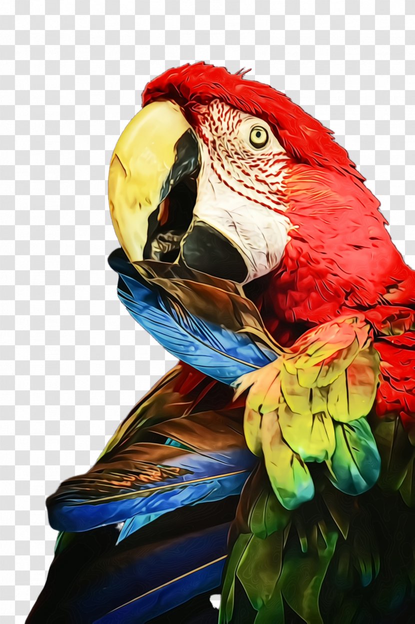 Bird Macaw Parrot Beak Budgie - Wing Parakeet Transparent PNG