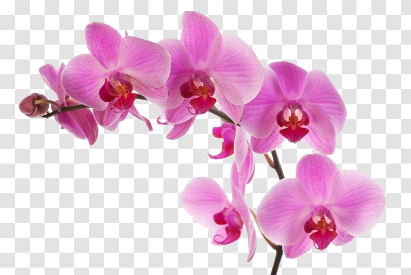 Phalaenopsis Equestris Pink M Moth Orchids RTV - Purple Transparent PNG