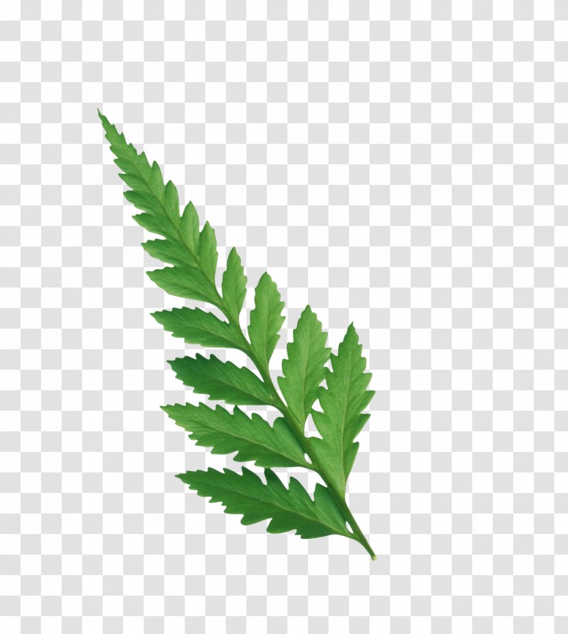 Leaf Plant Stem Fern Drawing Transparent PNG