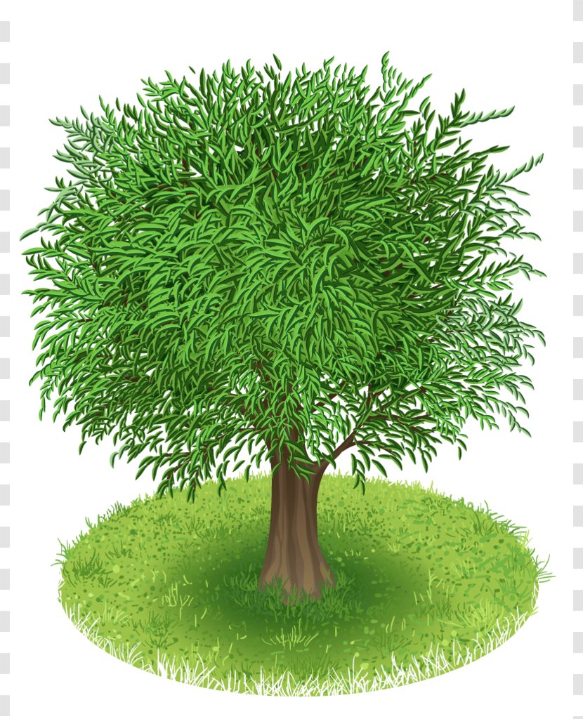 Tree Green Clip Art - Drawing Transparent PNG