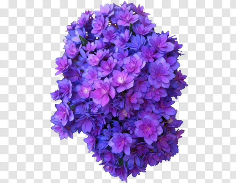 French Hydrangea Flower Purple Rose Violet - Flowering Plant - Free Icon Vectors Download Transparent PNG