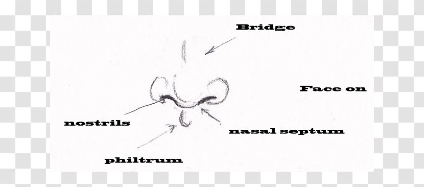 Logo Invertebrate Brand Paper - Heart - Nose Drawing Transparent PNG