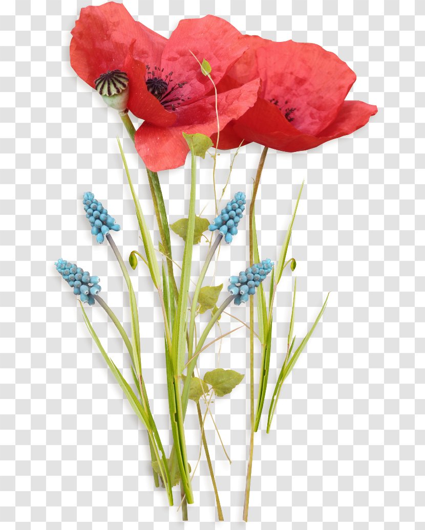 Birthday Poppy Flower Watercolor Painting Transparent PNG