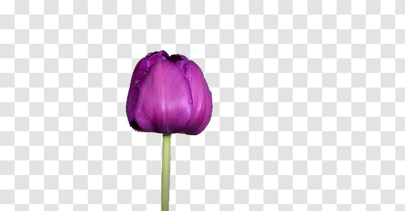 Tulip Purple Flower - Pink - Tulips Transparent PNG