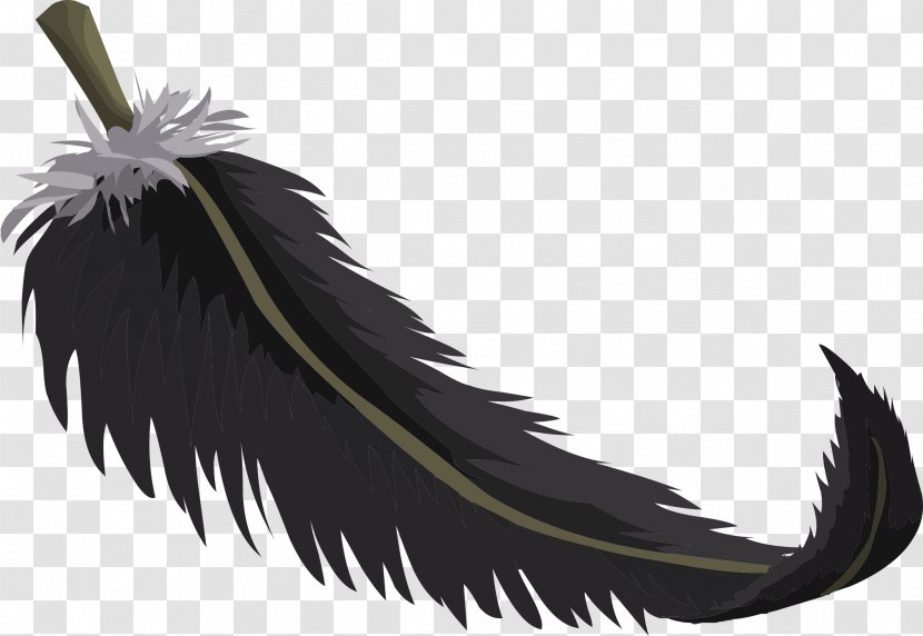 Bird Feather Public Domain - Beak - Feathers Transparent PNG