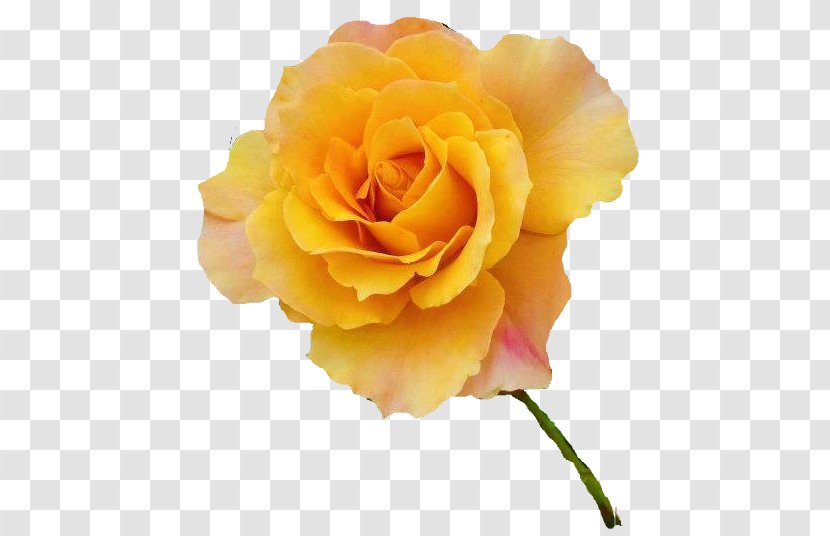 Garden Roses Cabbage Rose Yellow Flower - Rosa Amarela - Translate Transparent PNG