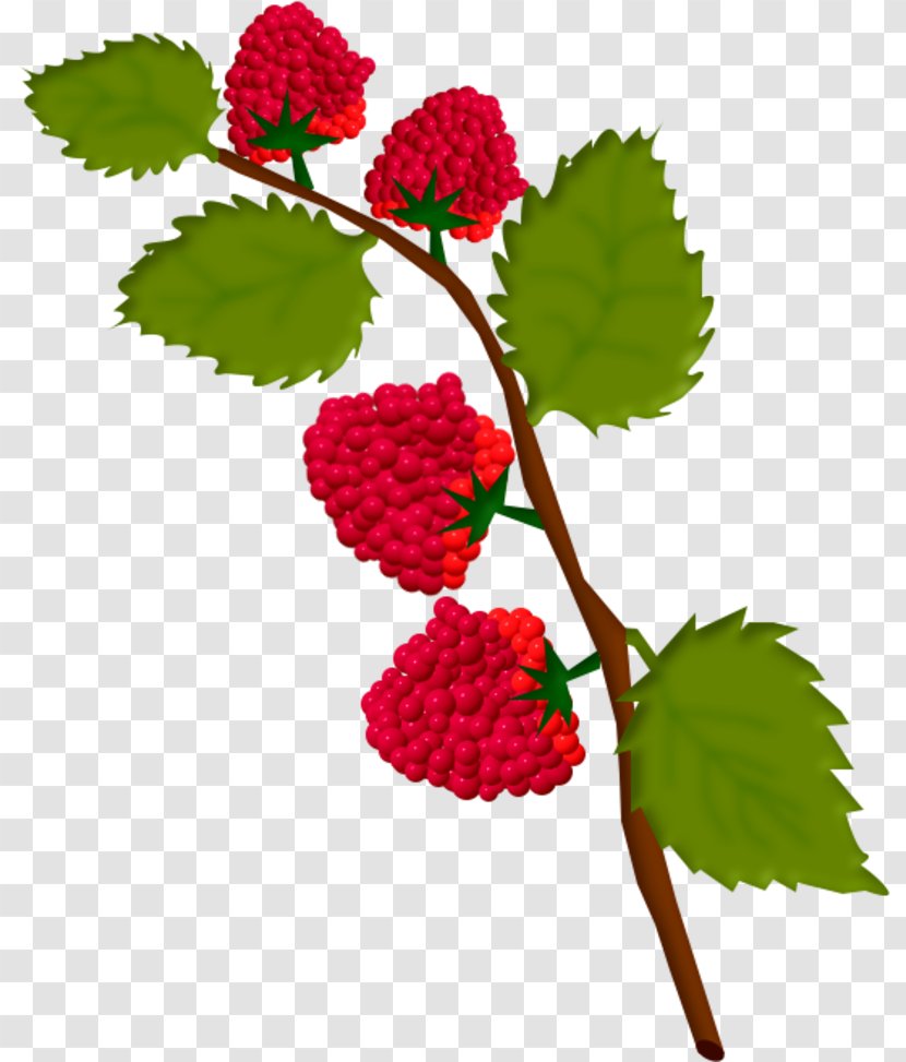 Raspberry Strawberry Fruit Drawing - Kiwi Transparent PNG