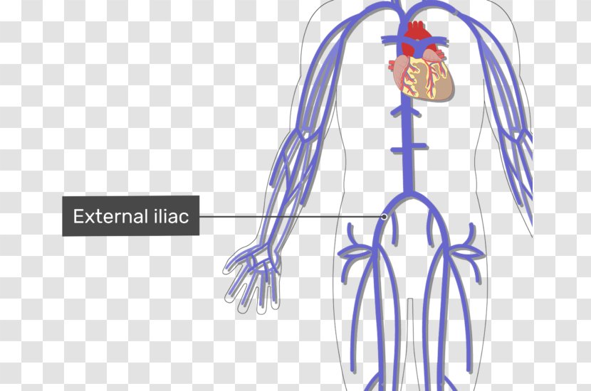 Basilic Vein Arm Cephalic Common Iliac - Watercolor Transparent PNG