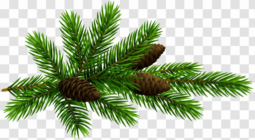 Fir Pine Conifer Cone Clip Art - Evergreen - Branches Buckle Free Transparent PNG