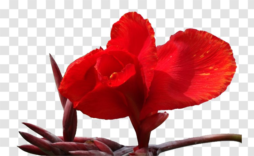 Canna Indica Petal Flower - Cannabis Pictures Transparent PNG