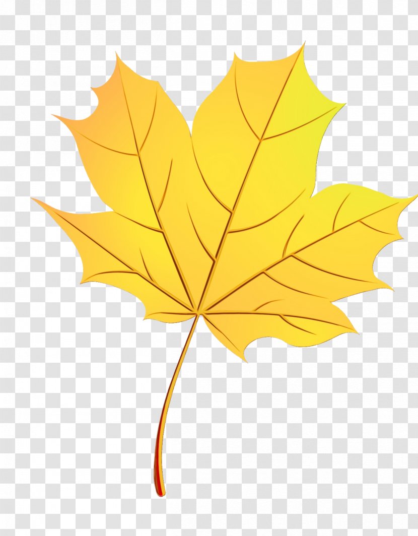 Maple Leaf - Tree - Flowering Plant Deciduous Transparent PNG