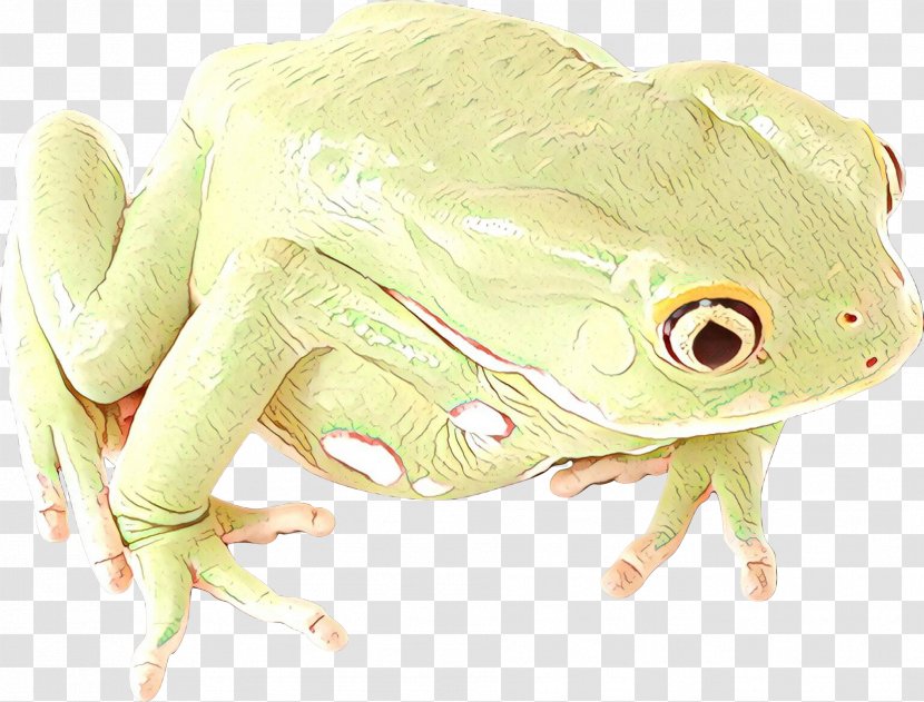 True Frog Tree Terrestrial Animal - Fauna - Amphibian Transparent PNG