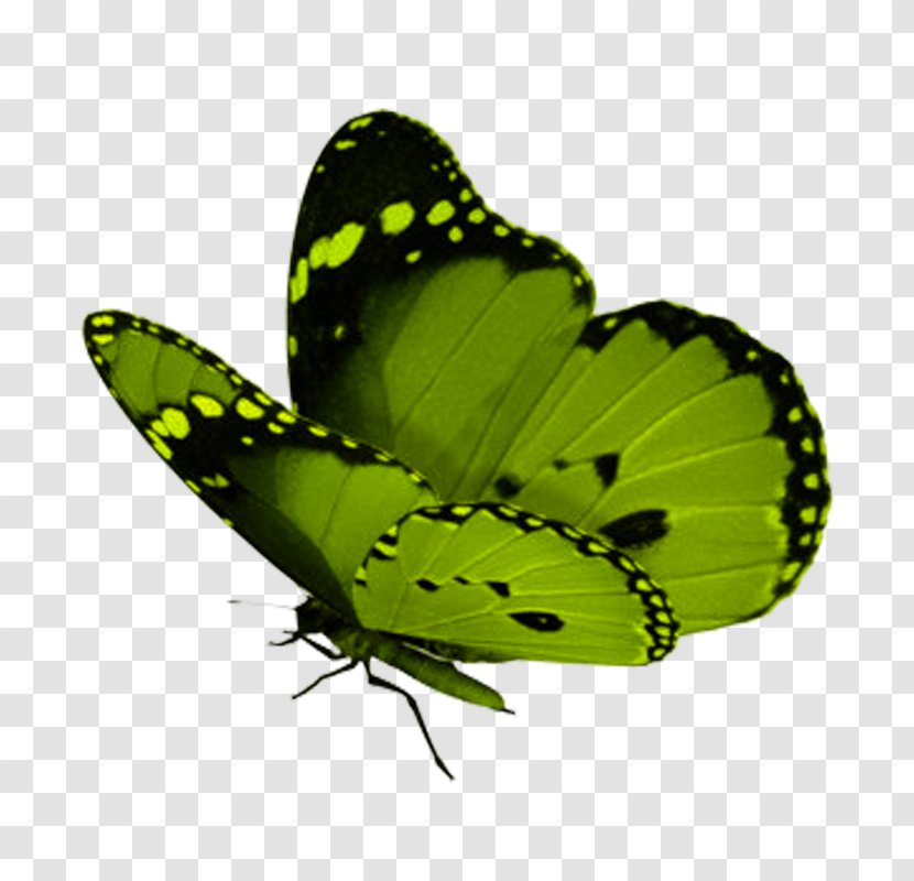 Monarch Butterfly Insect Green Clip Art - Animal Transparent PNG