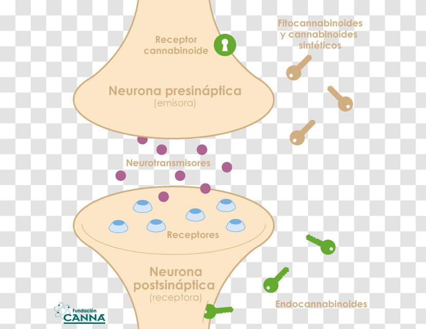 Endocannabinoid System Cannabidiol Signaling: Methods And Protocols Cannabinoid Receptor - Diagram - Vascular Endothelial Cells Transparent PNG
