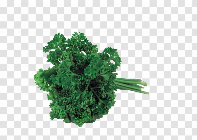 Sorrel Herb Parsley Leaf Vegetable - Shrub - Ingredients Transparent PNG