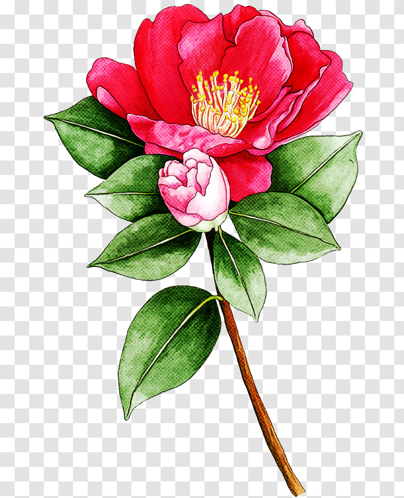 Flower Plant Petal Pink Chinese Peony Transparent PNG
