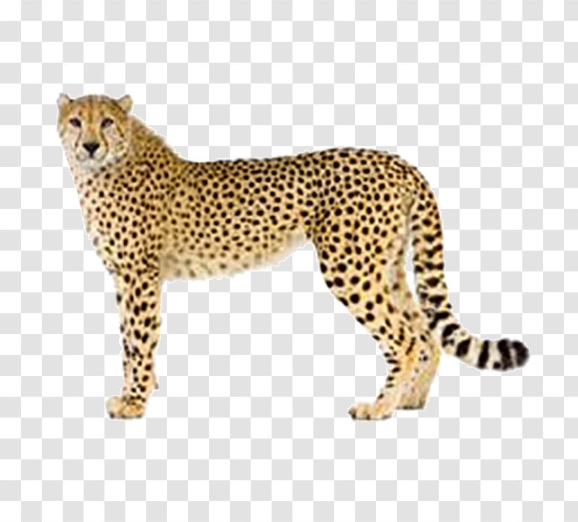 Cheetah Clip Art - Mammal - Leopard Transparent PNG