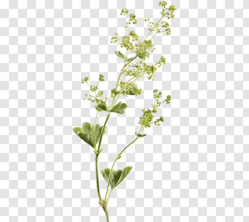 Extract Perforate St John's-wort Herbalism Twig - Flower - Potted Plant Illustration Transparent PNG