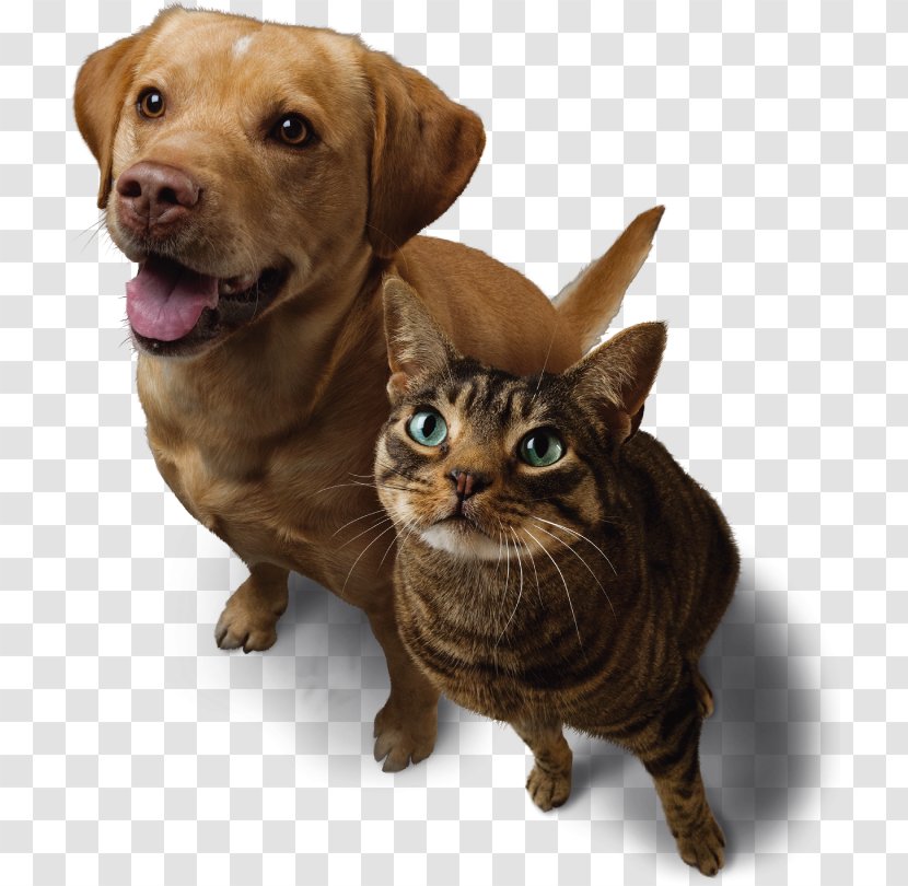 Whiskers Puppy Cat Dog Breed - Paw Transparent PNG